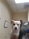 adoptable Dog in  named A069615