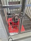 adoptable Dog in  named A069701