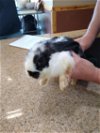 adoptable Rabbit in la, CA named JOLLIE