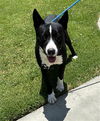 adoptable Dog in upland, CA named JEROD