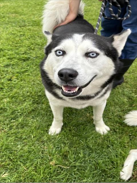 adoptable Dog in Upland, CA named SNORKEL