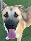 adoptable Dog in upland, CA named ASHLEY