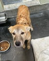 adoptable Dog in Upland, CA named WYNONNA