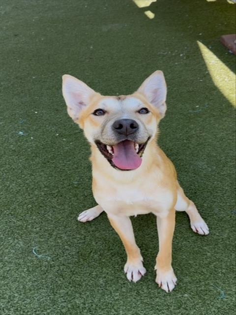 adoptable Dog in Upland, CA named WYNONNA