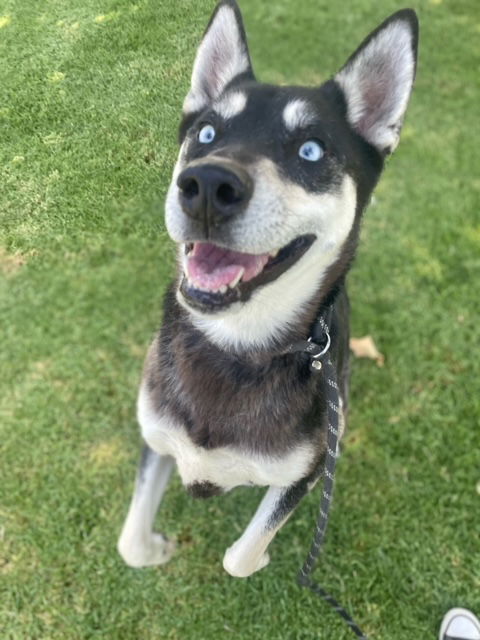 adoptable Dog in Upland, CA named PAM