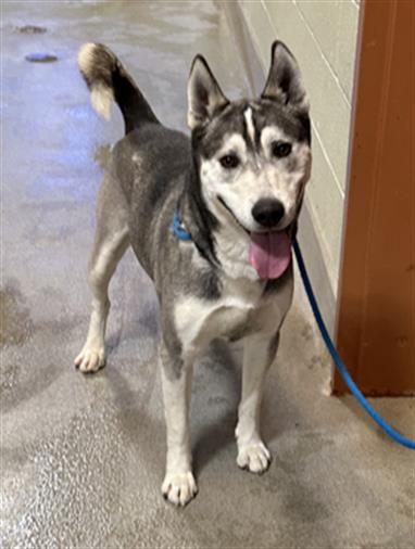 adoptable Dog in Upland, CA named JIM