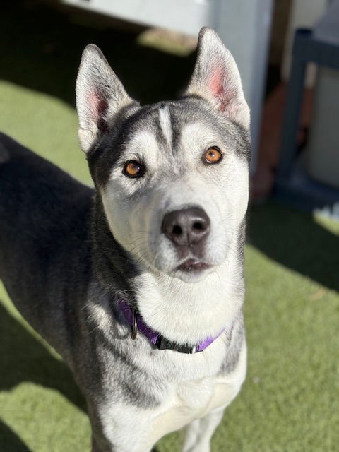 adoptable Dog in Upland, CA named JIM