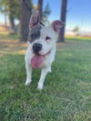 adoptable Dog in upland, CA named CHARLENE