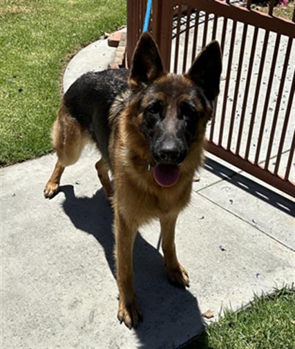 adoptable Dog in Upland, CA named LOULOU