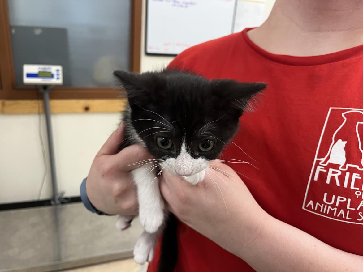 adoptable Cat in Upland, CA named EDWINA