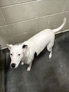 adoptable Dog in upland, CA named EVE