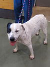 adoptable Dog in Upland, CA named HANNAH