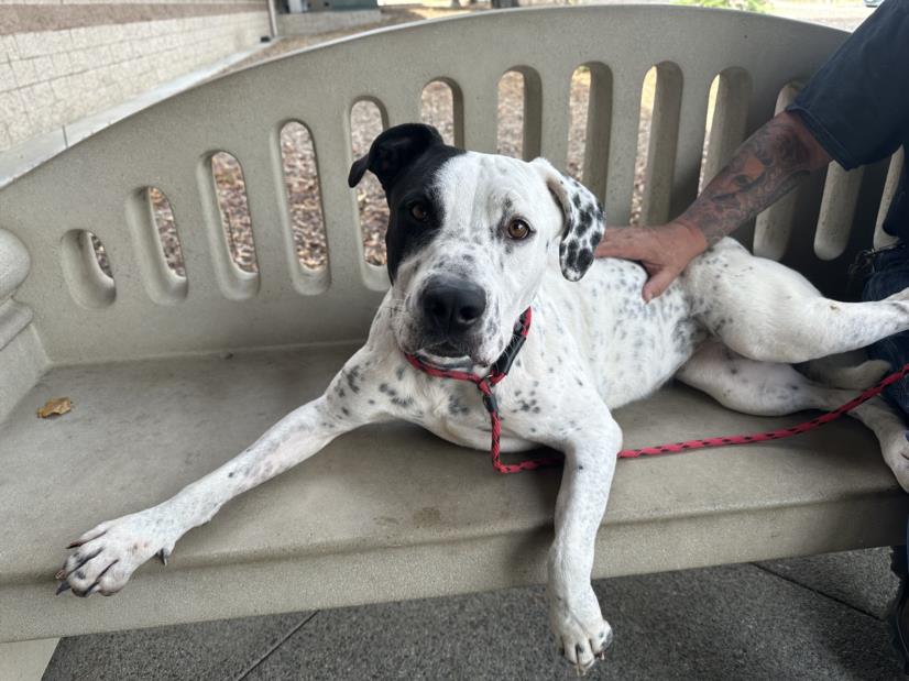 adoptable Dog in Upland, CA named HANNAH