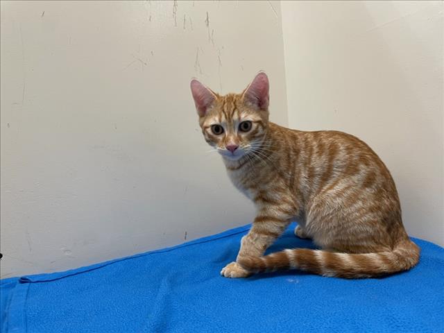 adoptable Cat in Upland, CA named BURT