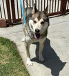 adoptable Dog in Upland, CA named BRUCE