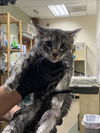 adoptable Cat in Upland, CA named CYCLOPS