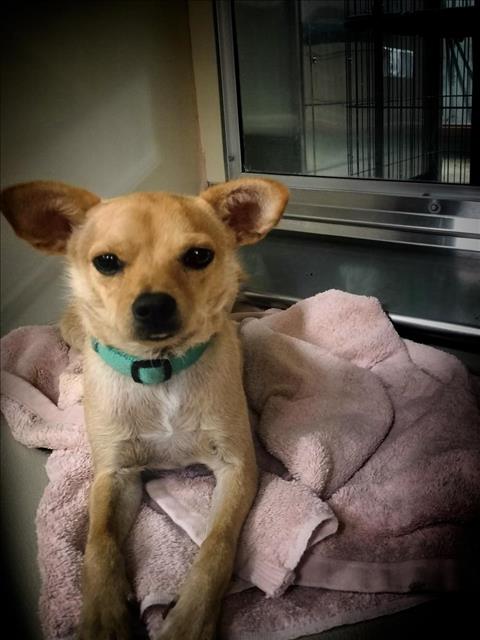 adoptable Dog in Upland, CA named DORITO