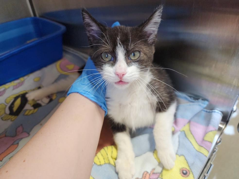 adoptable Cat in Upland, CA named LADY BUG