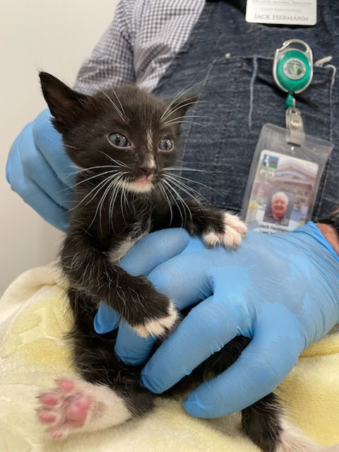 adoptable Cat in Upland, CA named OLIVER