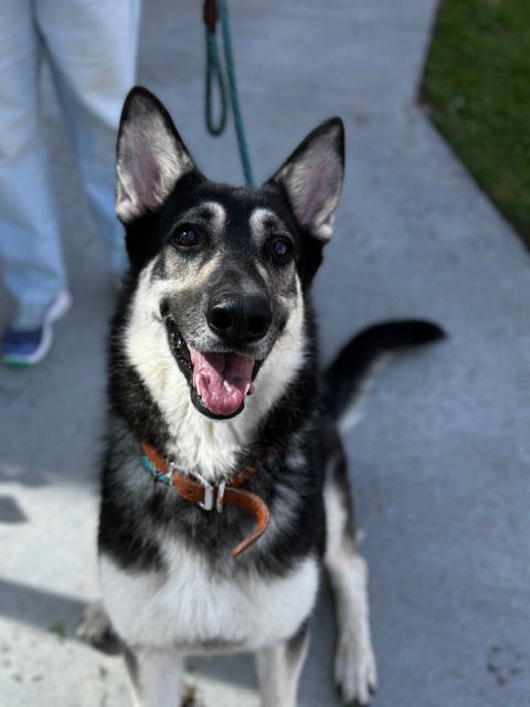 adoptable Dog in Upland, CA named NYLA