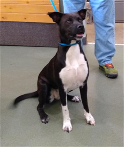 adoptable Dog in Upland, CA named OPHELIA