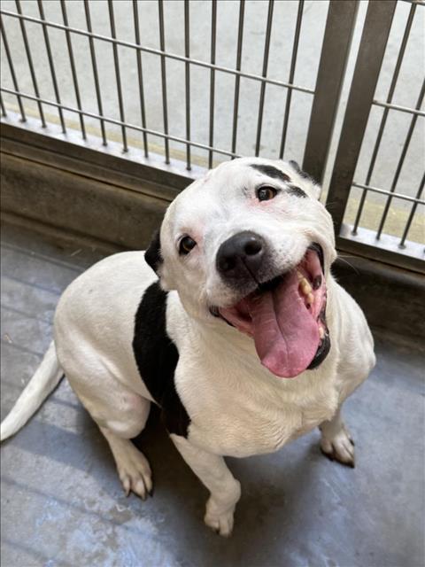 adoptable Dog in Upland, CA named COWGIRL