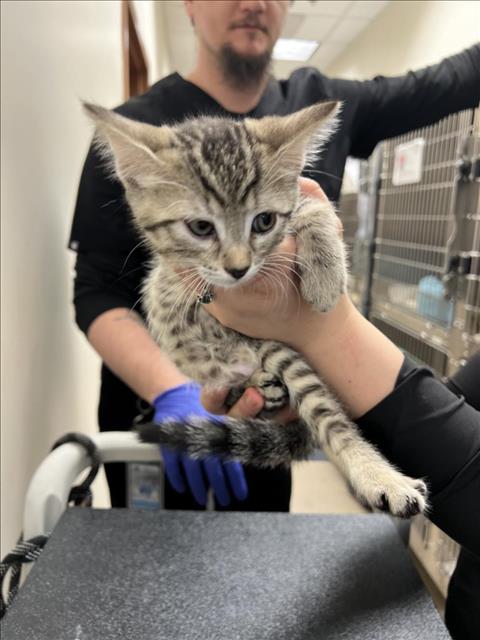 adoptable Cat in Upland, CA named TIGER LILY