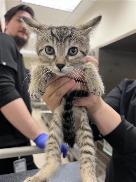 adoptable Cat in Upland, CA named VALENTINE