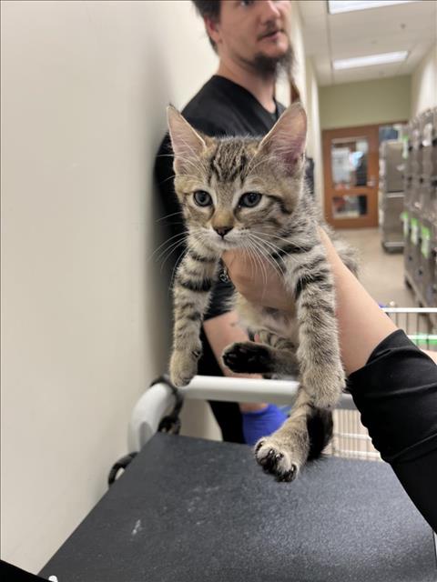 adoptable Cat in Upland, CA named PAXTON