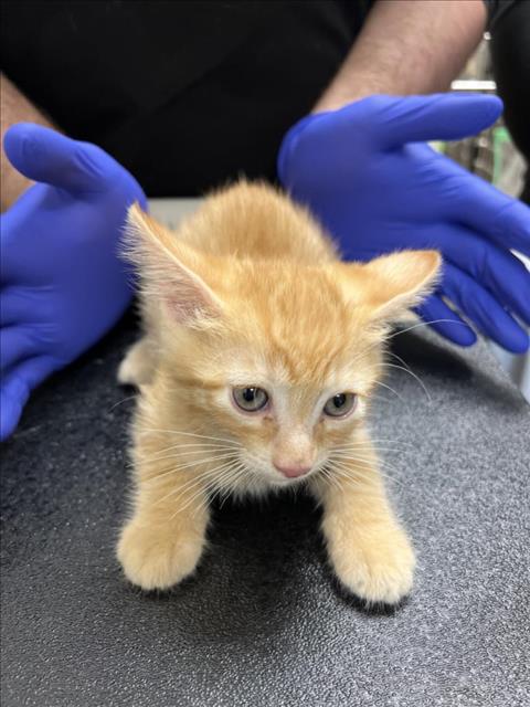 adoptable Cat in Upland, CA named RUDY