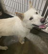 adoptable Dog in Upland, CA named SAMARRIA