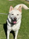 adoptable Dog in upland, CA named SAMARRIA