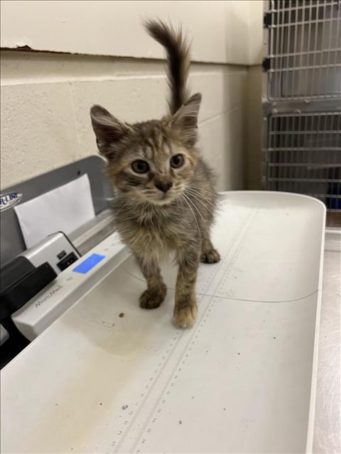 adoptable Cat in Upland, CA named DEWEY