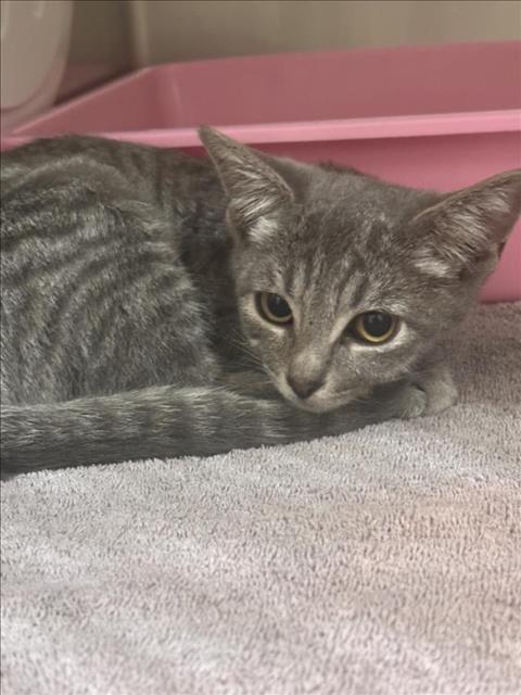 adoptable Cat in Upland, CA named DIAMOND