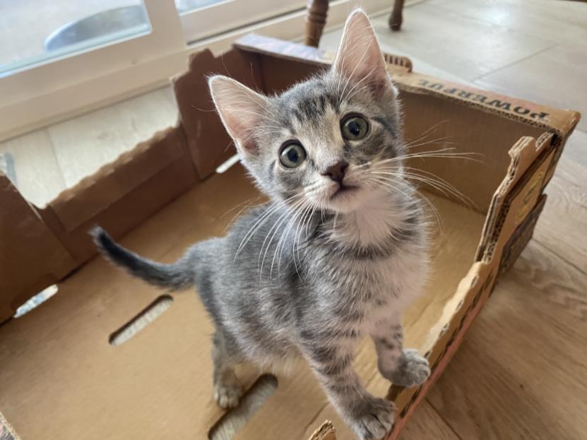 adoptable Cat in Upland, CA named DOROTHY