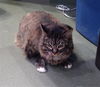 adoptable Cat in Upland, CA named PAIGE