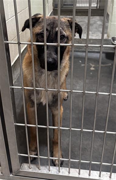 adoptable Dog in Upland, CA named FALCO