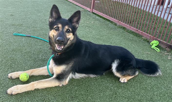 adoptable Dog in Upland, CA named MAPLE