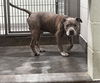 adoptable Dog in upland, CA named A070910