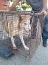 adoptable Dog in upland, CA named A070913