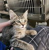 adoptable Cat in Upland, CA named ROGER