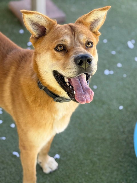 adoptable Dog in Upland, CA named BENNY