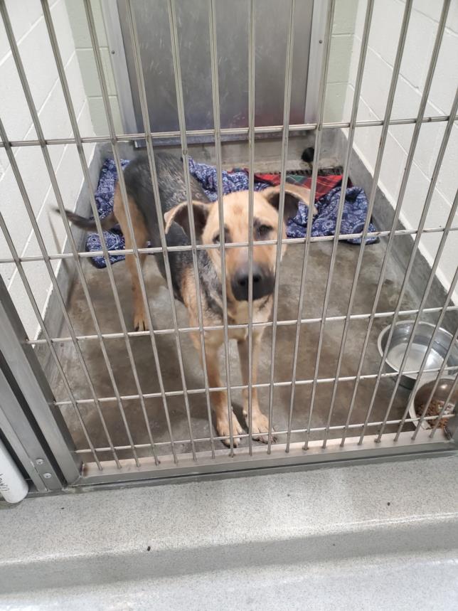 adoptable Dog in Upland, CA named UNKNOWN