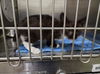 adoptable Cat in upland, CA named A070933