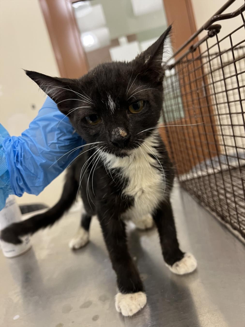 adoptable Cat in Upland, CA named JILL