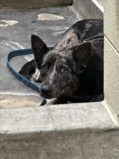 adoptable Dog in Upland, CA named A070934