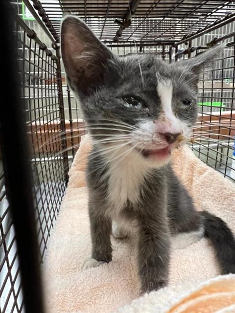 adoptable Cat in Upland, CA named TREVOR