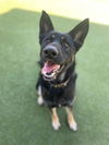 adoptable Dog in upland, CA named ANDY