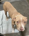 adoptable Dog in upland, CA named RED