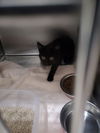 adoptable Cat in upland, CA named A071259